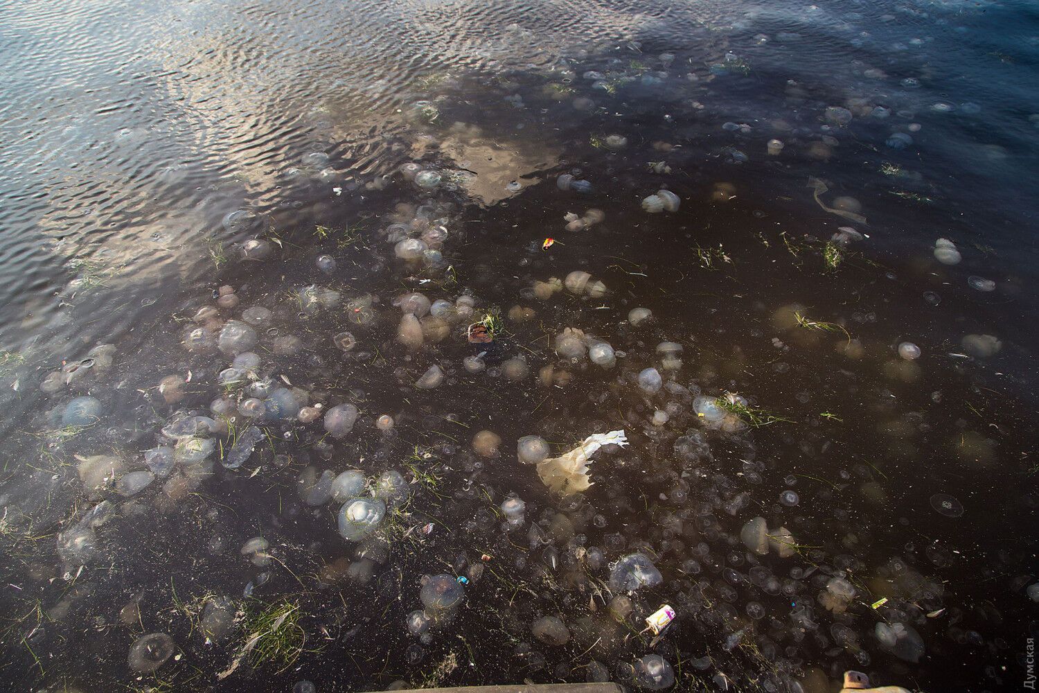 Медузы заполонили акваторию порта в Одессе