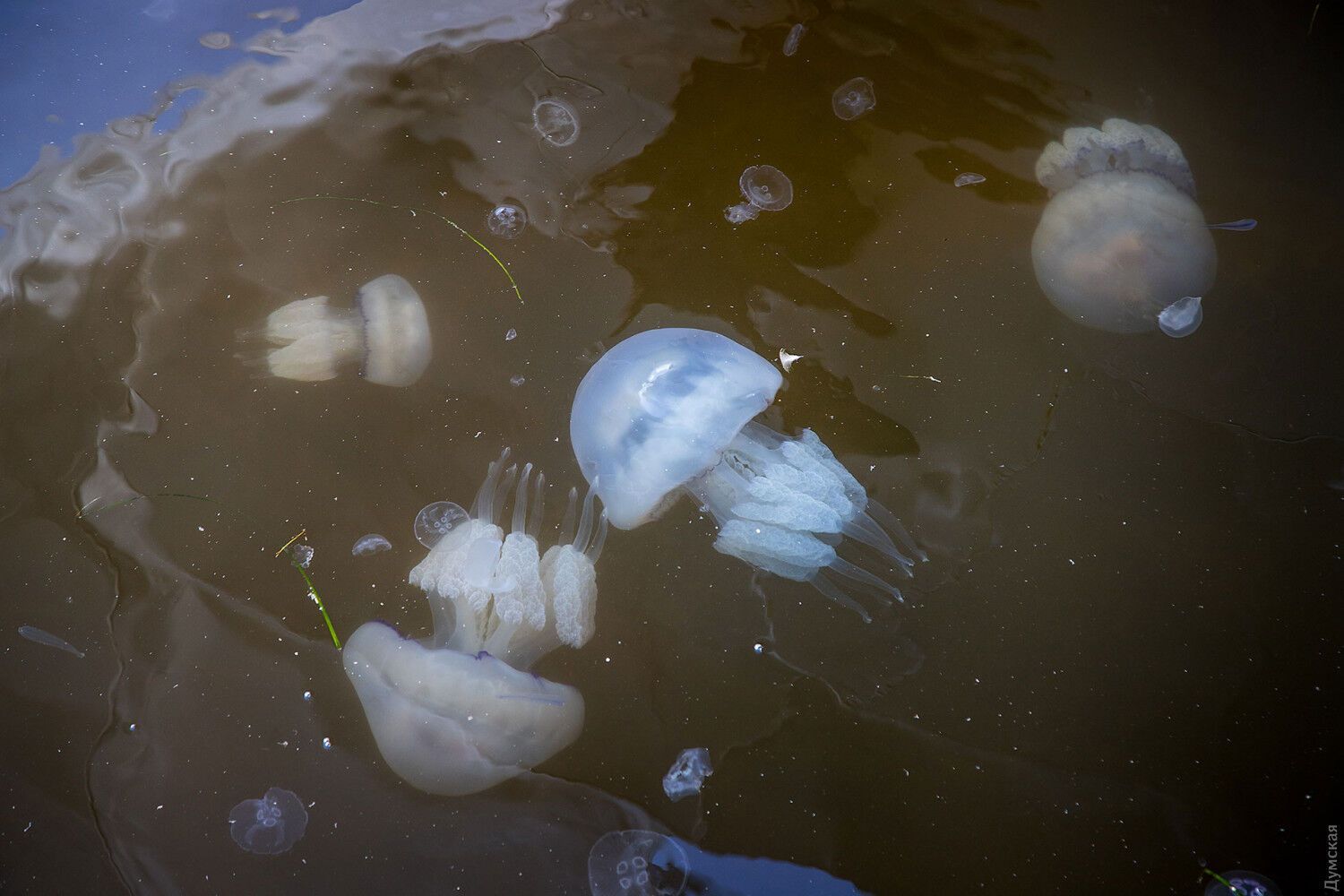 Медузы корнероты считаются крупнейшими в Черном и Средиземном морях
