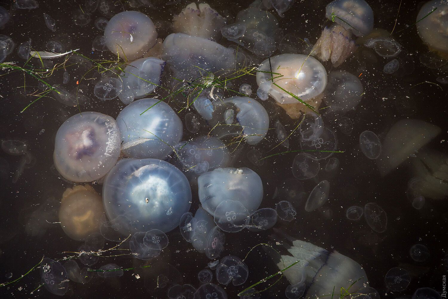 Массовое скопление медуз в одесском порту
