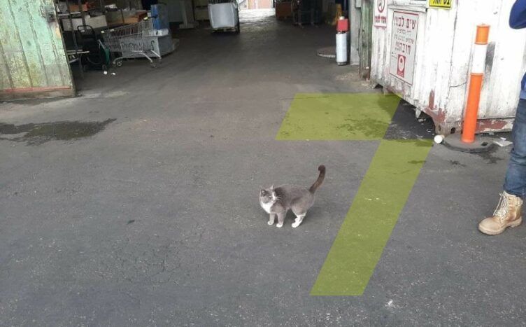 Кошка в порту Одессы