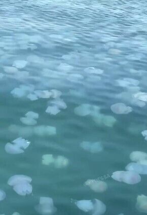 В Одессе снова появились большие медузы