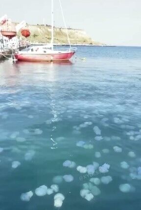 Медузы атаковали Черное море