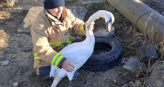 Подільські рятувальники врятували лебедя, який застряв в ставку