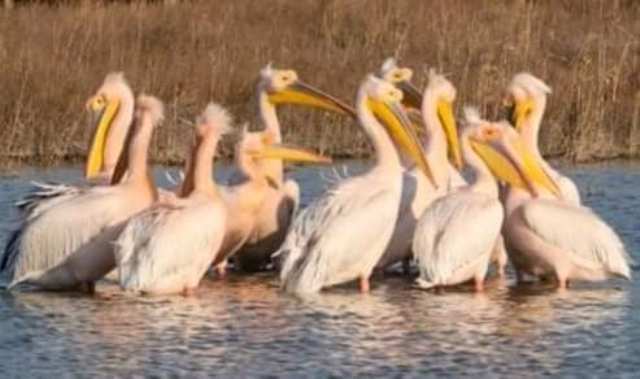 В «Тузловские лиманы» прилетели стаи розовых пеликанов (фото)