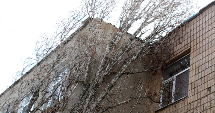 Сильний вітер повалив дерева у Білгороді-Дністровському