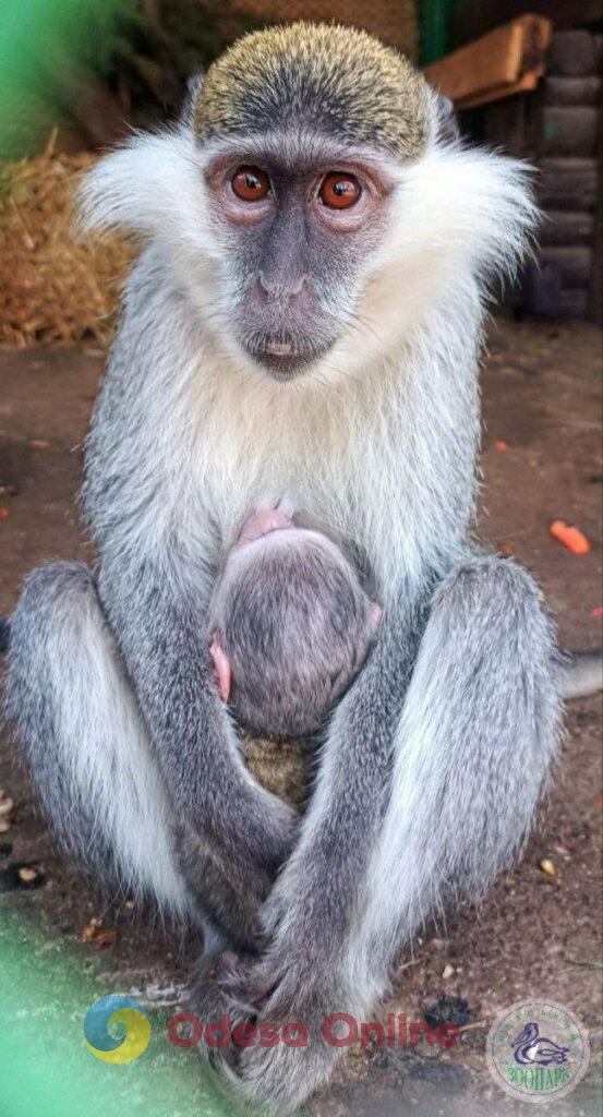 В Одеському зоопарку зелена мавпа показала відвідувачам свого
малюка