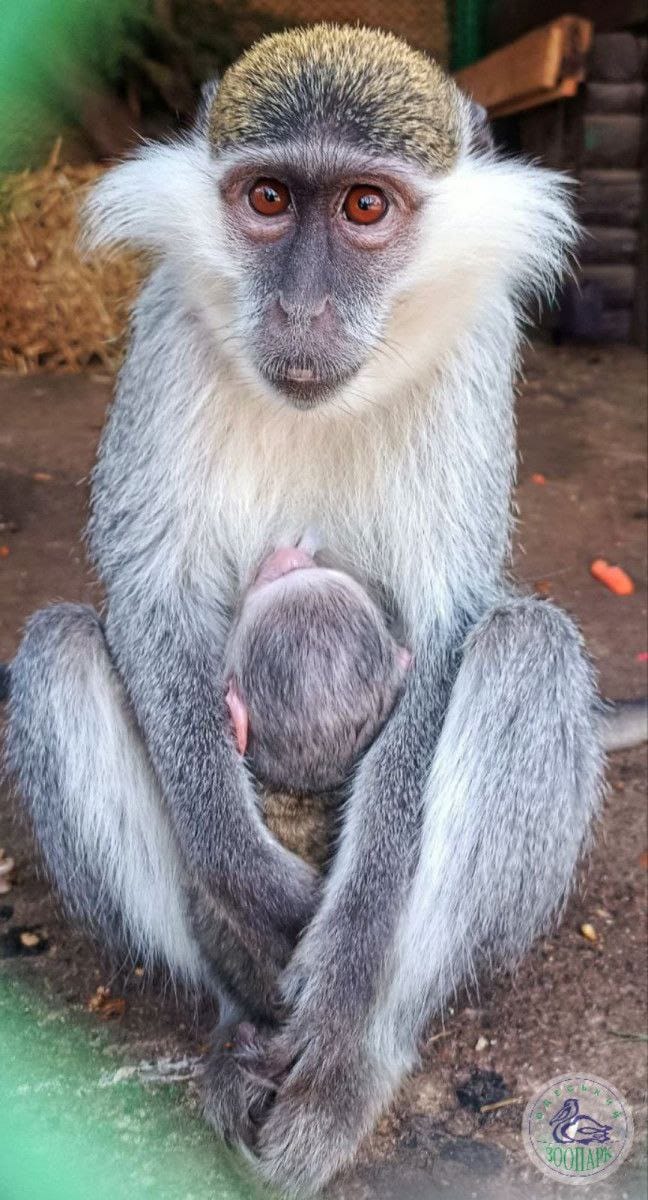 В Одеському зоопарку у родині зелених мавп народився малюк
