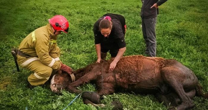 На Подільщині врятували коня, який застряг у болоті